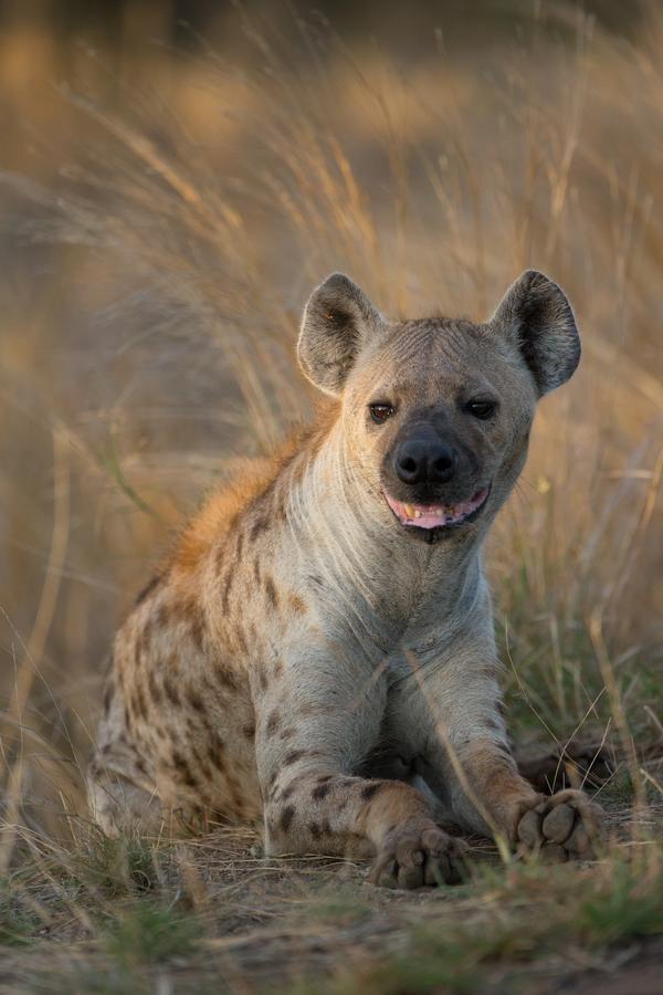 Southern Sands Eco Lodge Hoedspruit Eksteriør billede