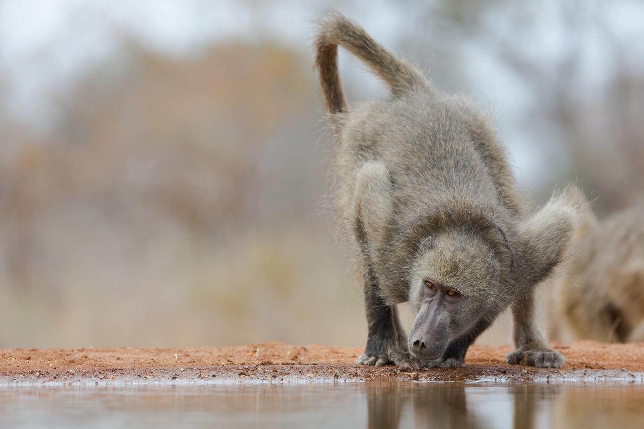Southern Sands Eco Lodge Hoedspruit Eksteriør billede